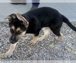 Small #4 German Shepherd Dog