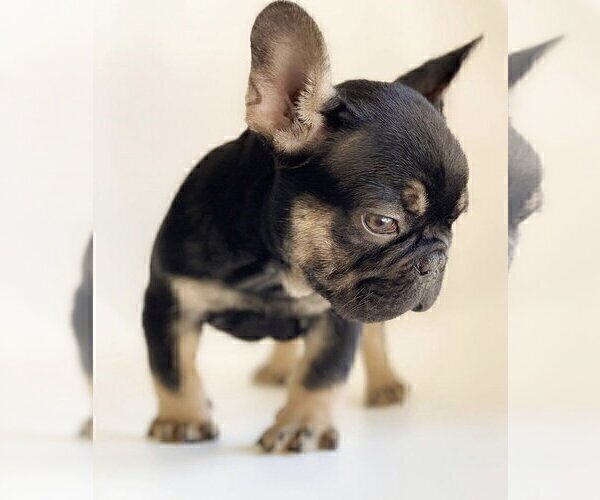 Medium Photo #2 French Bulldog Puppy For Sale in REDMOND, WA, USA