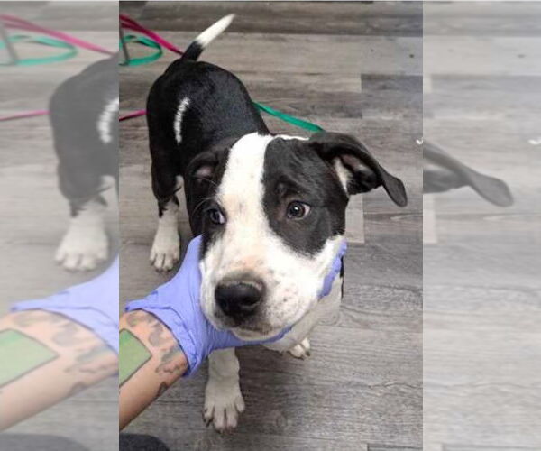 Medium Photo #7 American Bulldog-Unknown Mix Puppy For Sale in Lakewood, CO, USA