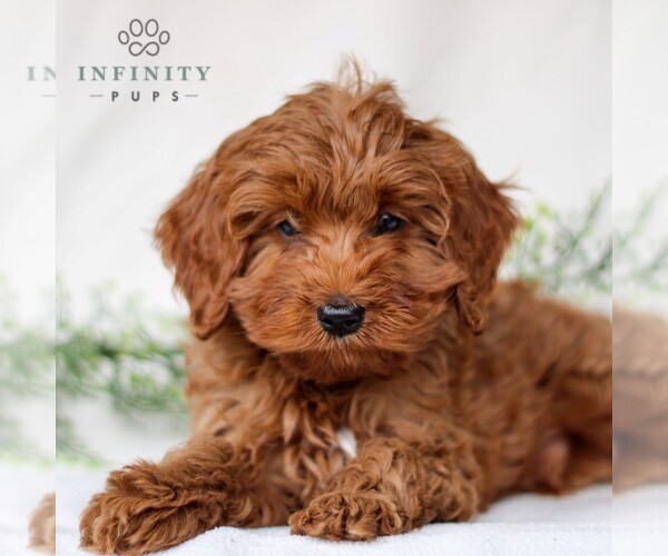 Medium Photo #3 Cavapoo Puppy For Sale in EAST EARL, PA, USA