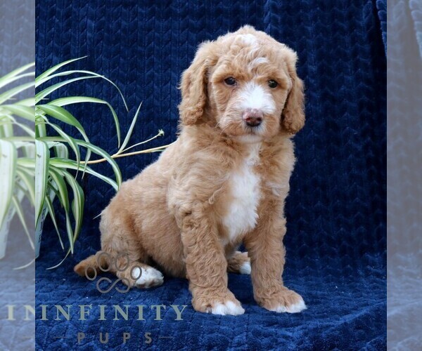 Medium Photo #1 Goldendoodle Puppy For Sale in NARVON, PA, USA