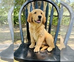 Small #1 Golden Retriever