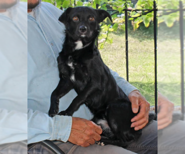 Medium Photo #1 Chihuahua-Colonial Cocker Spaniel Mix Puppy For Sale in Cranston, RI, USA