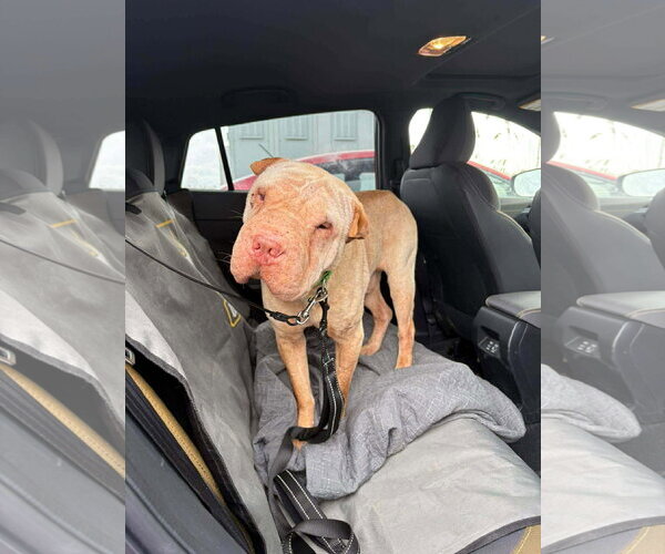Medium Photo #1 Chinese Shar-Pei Puppy For Sale in Prescott, Ontario, Canada