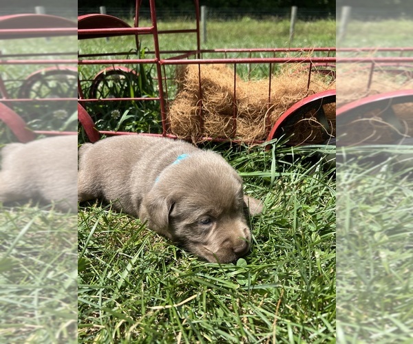 Medium Photo #6 Labrador Retriever Puppy For Sale in NEOLA, WV, USA