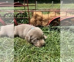 Small #5 Labrador Retriever