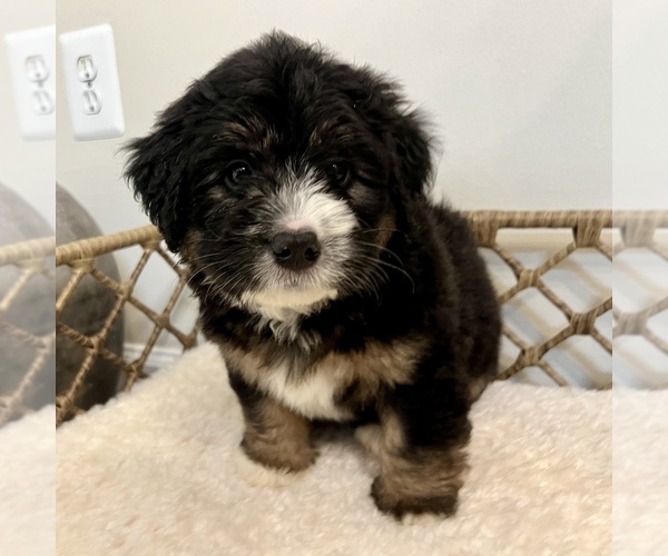 Medium Photo #3 Australian Mountain Dog Puppy For Sale in CULPEPER, VA, USA