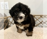 Small #2 Australian Mountain Dog
