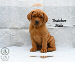 Puppy Thatcher Labrador Retriever