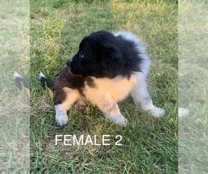 Border-Aussie Puppy for sale in YACOLT, WA, USA