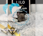 Small #2 French Bulldog
