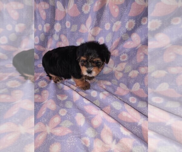 Medium Photo #1 Morkie Puppy For Sale in LAPEER, MI, USA