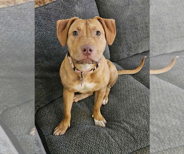 Medium Photo #4 American Pit Bull Terrier-Unknown Mix Puppy For Sale in Plymouth, MN, USA