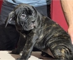 Small Photo #122 Cane Corso Puppy For Sale in COTTAGE GROVE, OR, USA