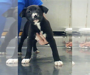 Labrador Retriever-Unknown Mix Dogs for adoption in Fayetteville, NC, USA