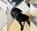 Small Photo #3 Labrador Retriever Puppy For Sale in ALHAMBRA, CA, USA