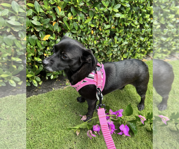 Medium Photo #3 Chiweenie Puppy For Sale in Weston, FL, USA