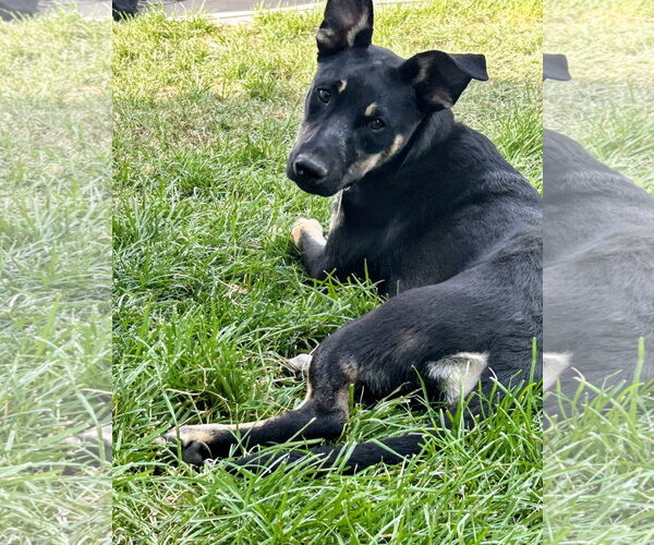 Medium Photo #2 Shepweiller Puppy For Sale in Sandy, UT, USA
