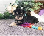 Small #3 Schnauzer (Miniature)