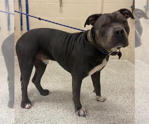 Mutt Dog for Adoption in Conroe, Texas USA