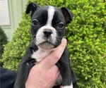 Small Photo #1 Boston Terrier Puppy For Sale in OREM, UT, USA