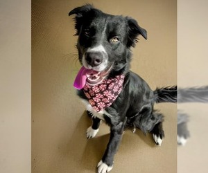 Borador Dogs for adoption in Chandler, AZ, USA