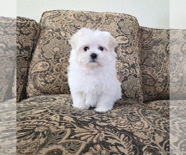 Medium Photo #2 Maltese Puppy For Sale in SANTA CLARITA, CA, USA