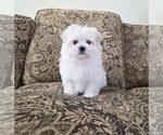 Small #1 Maltese