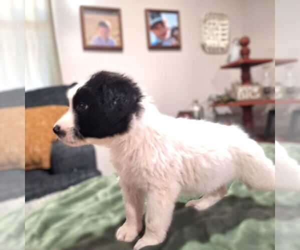 Medium Photo #3 Border Collie-Unknown Mix Puppy For Sale in Wakefield, RI, USA