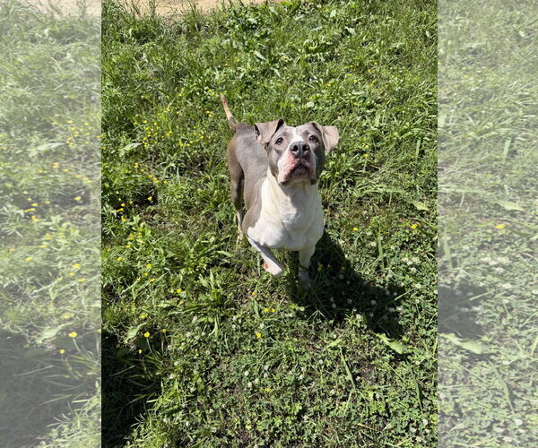 Medium Photo #3 American Staffordshire Terrier-Unknown Mix Puppy For Sale in Jackson, MS, USA