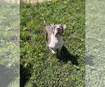 Small #2 American Staffordshire Terrier Mix