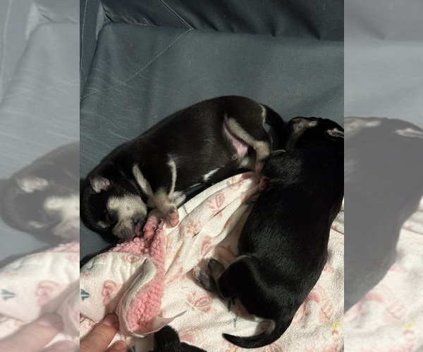 Medium Photo #1 French Bulldog-Siberian Husky Mix Puppy For Sale in MILWAUKEE, WI, USA