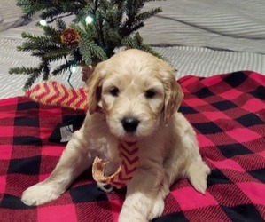 Goldendoodle Puppy for Sale in LOUISA, Virginia USA