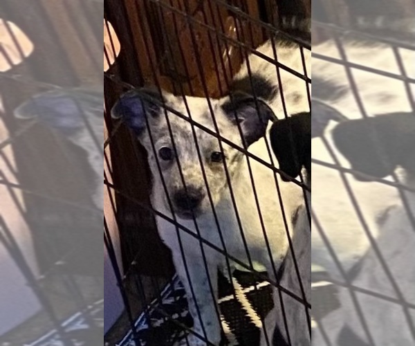 Medium Photo #1 Texas Heeler Puppy For Sale in HURON, TN, USA