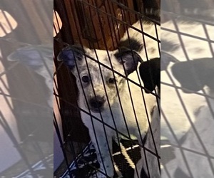 Texas Heeler Dog for Adoption in HURON, Tennessee USA