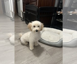 Maltipoo Puppy for sale in BRONX, NY, USA