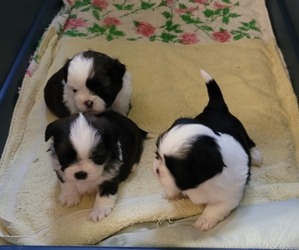 Shih Tzu Puppy for Sale in EBENSBURG, Pennsylvania USA