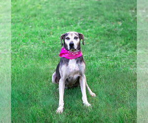 Skye - Female Catahoula Leopard Dog-Unknown Mix Dog for Adoption - Photo #8