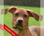 Small Photo #1 German Pinscher-Labrador Retriever Mix Puppy For Sale in Huntley, IL, USA