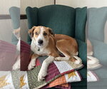 Chigger - Female Collie-Unknown Mix Dog for Adoption - Small photo