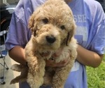 Puppy 1 Goldendoodle