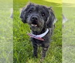 Small #1 Cocker Spaniel-Poodle (Miniature) Mix