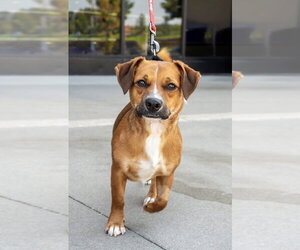 Walter - Male Dachshund-Unknown Mix Dog for Adoption - Photo #5