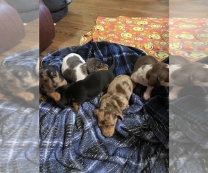 Dachshund Puppy for sale in EASLEY, SC, USA