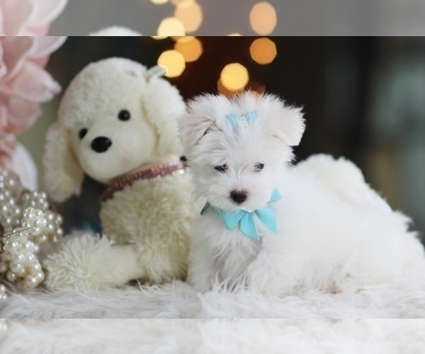 Medium Photo #1 Maltese Puppy For Sale in MIAMI, FL, USA
