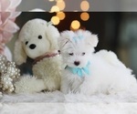 Image preview for Ad Listing. Nickname: Maltese Puppies