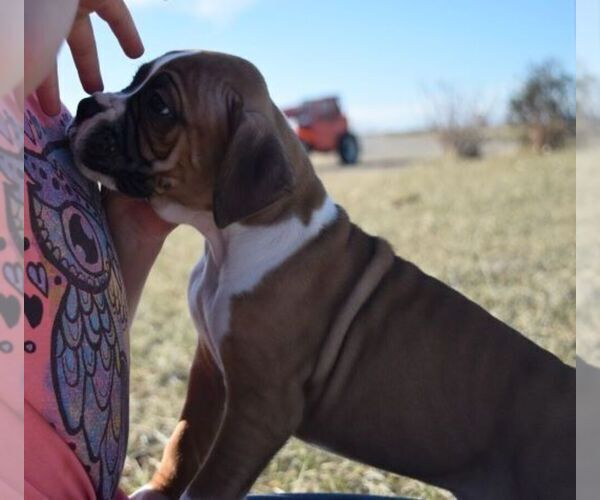 Medium Photo #6 Boxer Puppy For Sale in HUMBOLDT, NE, USA
