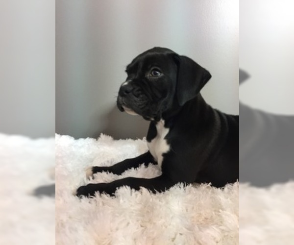 Medium Photo #8 Boxer Puppy For Sale in MILLERSBURG, OH, USA