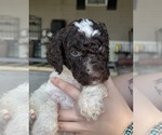 Small #6 Poodle (Standard)