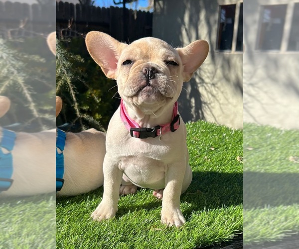 Medium Photo #10 French Bulldog Puppy For Sale in SAN JOSE, CA, USA